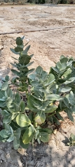 Calotropis procera