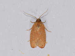 Sparganothis distincta
