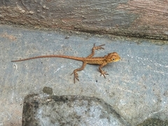 Calotes versicolor