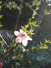 Prunus persica nucipersica