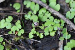 Corybas sanctigeorgianus