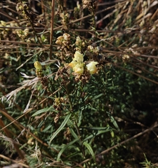 Linaria biebersteinii