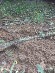 Talpa europaea