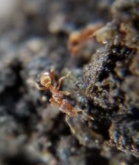 Strumigenys ananeotes