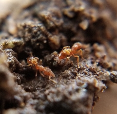 Strumigenys ananeotes