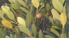 Garcinia subelliptica