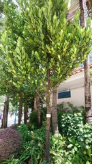 Garcinia subelliptica