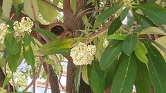 Alstonia scholaris