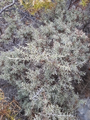 Ulex argenteus argenteus