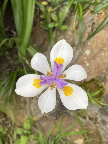 Dietes grandiflora