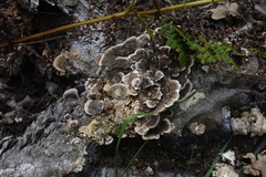Trametes versicolor