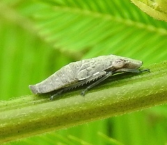 Homalodisca ichthyocephala