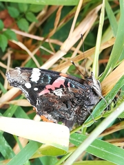 Vanessa atalanta