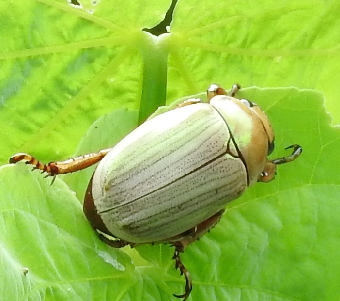 Pelidnota virescens