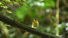 Cyornis sumatrensis