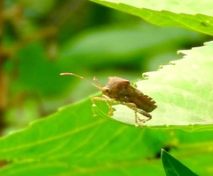 Anasa scorbutica