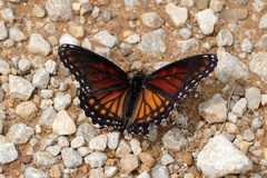 Limenitis arthemis x archippus