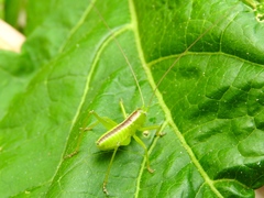 Neobarrettia sinaloae
