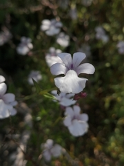 Nemesia brevicalcarata
