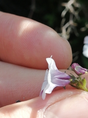 Nemesia brevicalcarata