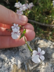 Nemesia brevicalcarata
