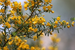 Pultenaea flexilis