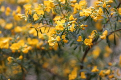 Pultenaea flexilis