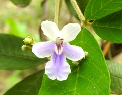Vitex mollis