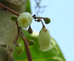 Jatropha peltata