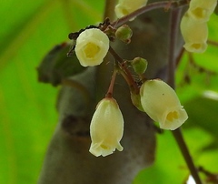 Jatropha peltata