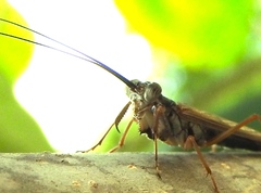 Mantoida maya