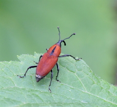 Rhodobaenus sanguineus