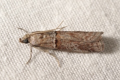 Acrobasis bithynella
