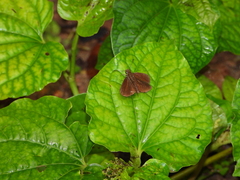 Ancistroides nigrita