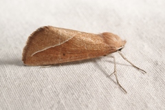 Compsoptera opacaria