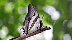 Polyura schreiber tisamenus