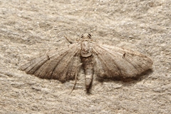 Eupithecia pauxillaria