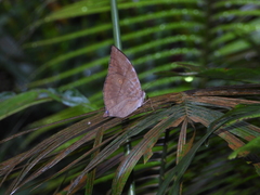 Zeuxidia amethystus amethystus