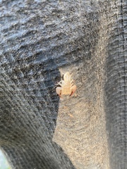 Euscorpius aquilejensis