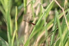 Agriocnemis femina femina