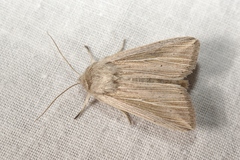 Mythimna riparia
