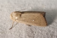 Mythimna sicula