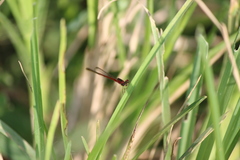 Agriocnemis femina femina