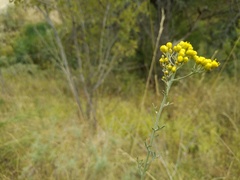 Ajania fastigiata