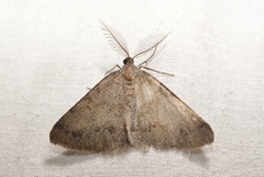 Selidosema pyrenaearia