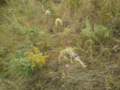 Dipsacus dipsacoides