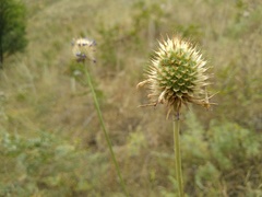 Dipsacus dipsacoides