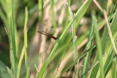 Agriocnemis femina femina