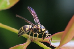 Stenodyneriellus guttulatus