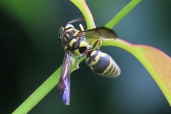 Stenodyneriellus guttulatus